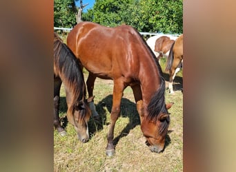 Mustang (canadese), Stallone, 1 Anno, 154 cm, Baio