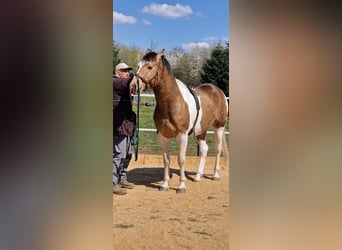 Mustang (canadese), Stallone, 3 Anni, 154 cm, Pezzato