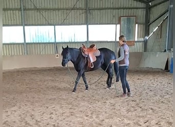 Mustang (canadese), Stallone, 3 Anni, 155 cm