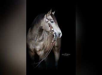 Mustang (canadese), Stallone, 9 Anni, 156 cm, Pelle di daino