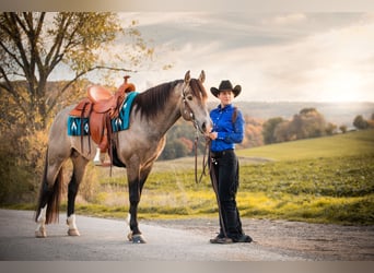 Mustang (canadese), Stallone, 9 Anni, 156 cm, Pelle di daino