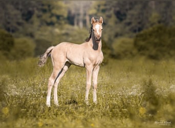 Mustang (canadese), Stallone, 9 Anni, 156 cm, Pelle di daino