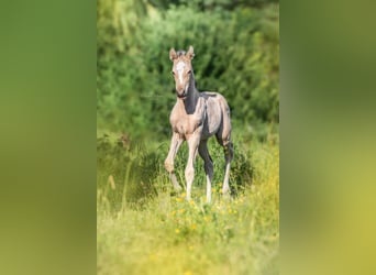 Mustang (canadese), Stallone, 9 Anni, 156 cm, Pelle di daino