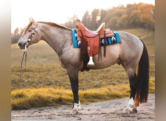 Mustang (canadese), Stallone, 9 Anni, 156 cm, Pelle di daino