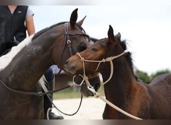 Mustang (canadese) Mix, Stallone, Puledri (05/2026), 148 cm, Baio