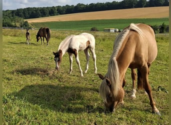 Mustang (canadese), Stallone, Puledri (04/2025), 153 cm, Pezzato