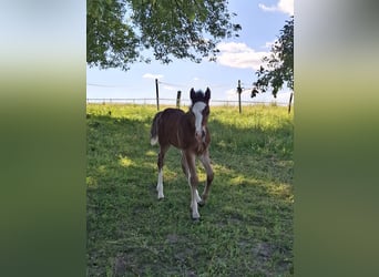 Mustang (canadese), Stallone, Puledri (01/2026), 154 cm, Baio