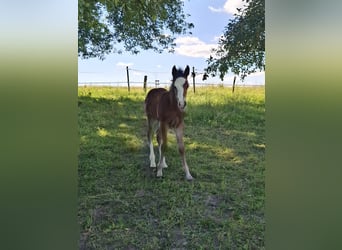 Mustang (canadese), Stallone, Puledri (01/2026), 154 cm, Baio