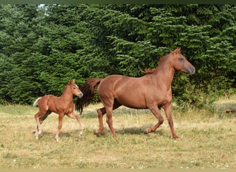 Mustang (canadese), Stallone, Puledri (06/2026), 154 cm, Sauro scuro