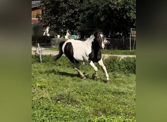 Mustang (canadese), Stallone, 23 Anni, 147 cm, Tobiano-tutti i colori