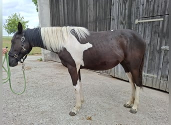 Mustang (canadian) Mix, Mare, 1 year, 15.2 hh, Tobiano-all-colors