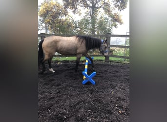 Mustang (canadian), Mare, 6 years, 15 hh, Buckskin