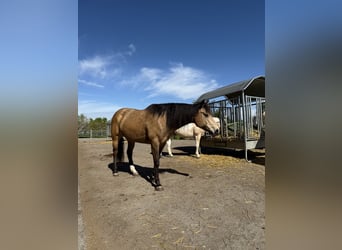 Mustang (canadian), Mare, 6 years, 15,1 hh, Buckskin