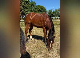 Mustang (canadian), Stallion, 1 year, 15 hh, Brown