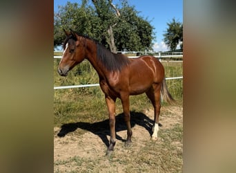 Mustang (canadian), Stallion, 1 year, 15 hh, Brown