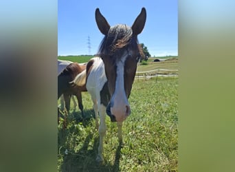 Mustang (canadian), Stallion, 1 year, 15 hh, Tobiano-all-colors