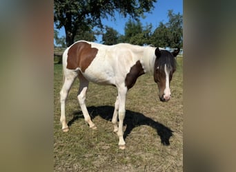 Mustang (canadian), Stallion, 1 year, 15 hh, Tobiano-all-colors