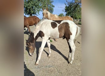 Mustang (canadian), Stallion, Foal (01/2026), 15.1 hh, Buckskin