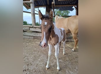 Mustang (canadian), Stallion, Foal (01/2026), 15.1 hh, Buckskin