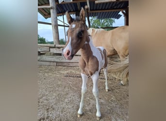 Mustang (canadian), Stallion, Foal (01/2026), 15.1 hh, Buckskin