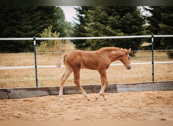Mustang (canadian), Stallion, Foal (06/2026), 15 hh, Chestnut
