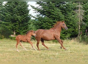 Mustang (canadian), Stallion, Foal (06/2026), 15 hh, Chestnut