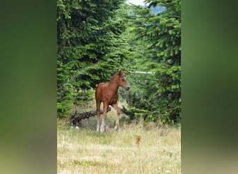 Mustang (canadian), Stallion, Foal (06/2026), 15 hh, Chestnut