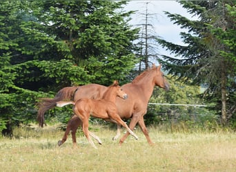 Mustang (canadian), Stallion, Foal (06/2026), 15 hh, Chestnut