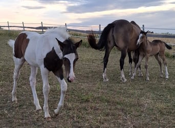 Mustang (canadian), Stallion, Foal (04/2025), 15 hh, Pinto