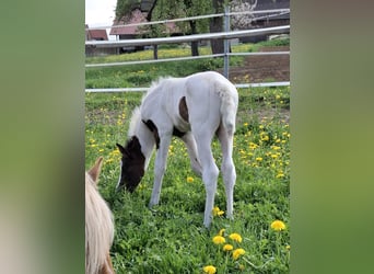 Mustang (canadian), Stallion, Foal (04/2025), 15 hh, Pinto