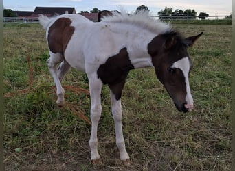 Mustang (canadian), Stallion, Foal (04/2025), 15 hh, Pinto