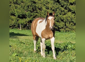 Mustang (canadian), Stallion, 3 years, 15 hh, Tobiano-all-colors