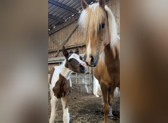 Mustang (canadien), Étalon, Poulain (04/2025), 153 cm, Pinto