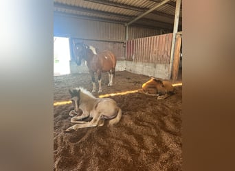 Mustang (canadien), Étalon, Poulain (04/2025), 153 cm, Pinto