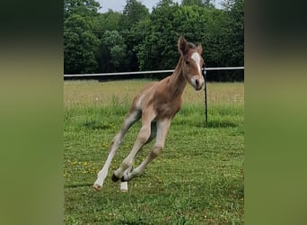 Mustang (canadien), Étalon, , 156 cm, Bai