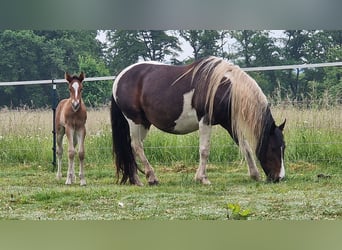 Mustang (canadien), Étalon, , 156 cm, Bai