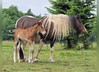 Mustang (canadien), Étalon, , 156 cm, Bai
