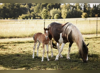 Mustang (canadien), Étalon, , 156 cm, Bai