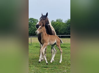 Mustang (canadien), Étalon, , 156 cm, Bai
