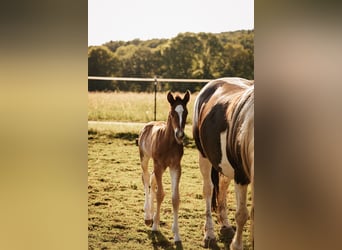 Mustang (canadien), Étalon, , 156 cm, Bai