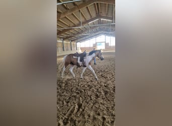 Mustang (canadien), Étalon, 4 Ans, 154 cm, Tobiano-toutes couleurs