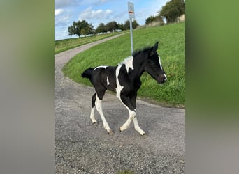 Mustang (canadien) Croisé, Jument, 1 Année, 160 cm, Tobiano-toutes couleurs
