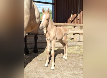 Mustang (canadien) Croisé, Jument, Poulain (01/2026), 150 cm, Palomino
