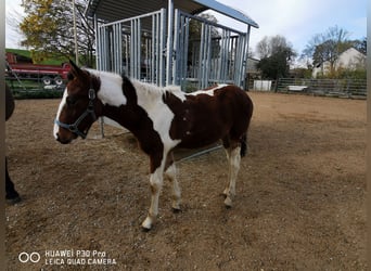 Mustang Croisé, Étalon, 1 Année, 145 cm, Bai brun