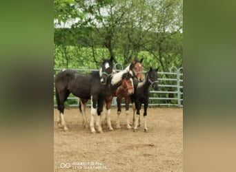 Mustang Croisé, Étalon, 1 Année, 145 cm, Bai brun