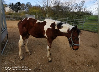 Mustang Croisé, Étalon, 1 Année, 145 cm, Bai brun