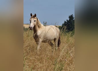 Mustang, Étalon, 2 Ans, 150 cm, Champagne