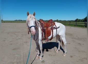 Mustang, Étalon, 7 Ans, 142 cm, Sabino