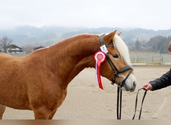 Haflinger / Avelignese, Stallone, 3 Anni, 149 cm
