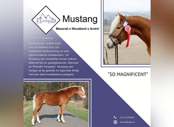 Haflinger / Avelignese, Stallone, 3 Anni, 149 cm